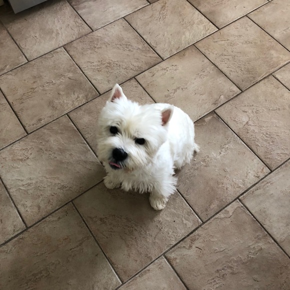 Meet your Posher, Barbara - Picture 1 of 1